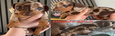 Chocolate dapple girl 2 