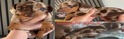 Miniature Dachshund dogs for sale: Miniature dachshund puppies 2 long hair 3 smooth  - Advert 9