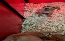 Labrador Retriever dogs for sale: Labrador Fox Red - Image 20
