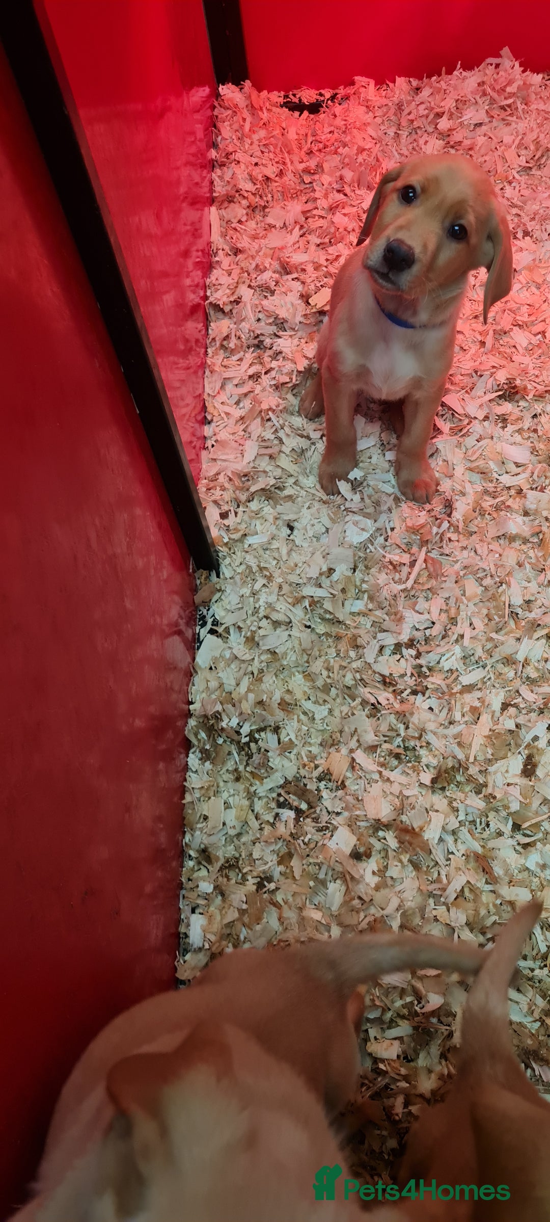 Labrador Retriever dogs for sale: Labrador Fox Red - Image 20