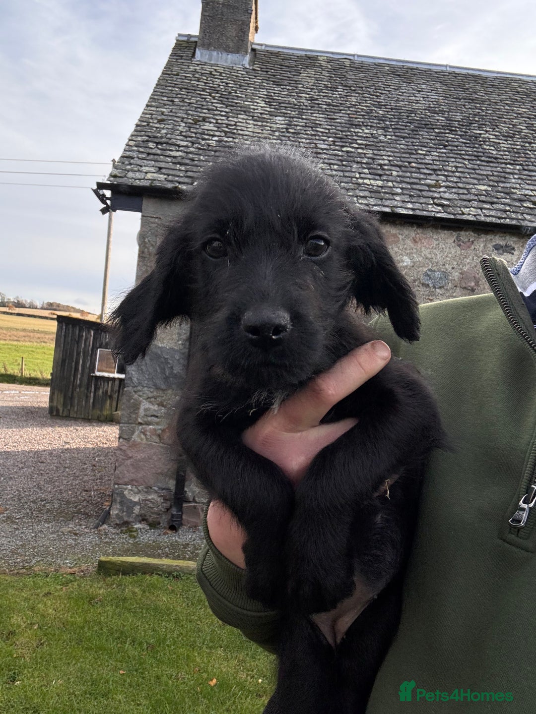 Labrador Retriever dogs for sale: Labrador x GWP bitch  - Advert 4