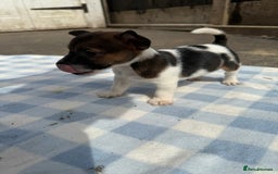 Jack Russell dogs for sale: Jack Russel Puppies For Sale  - Image 13