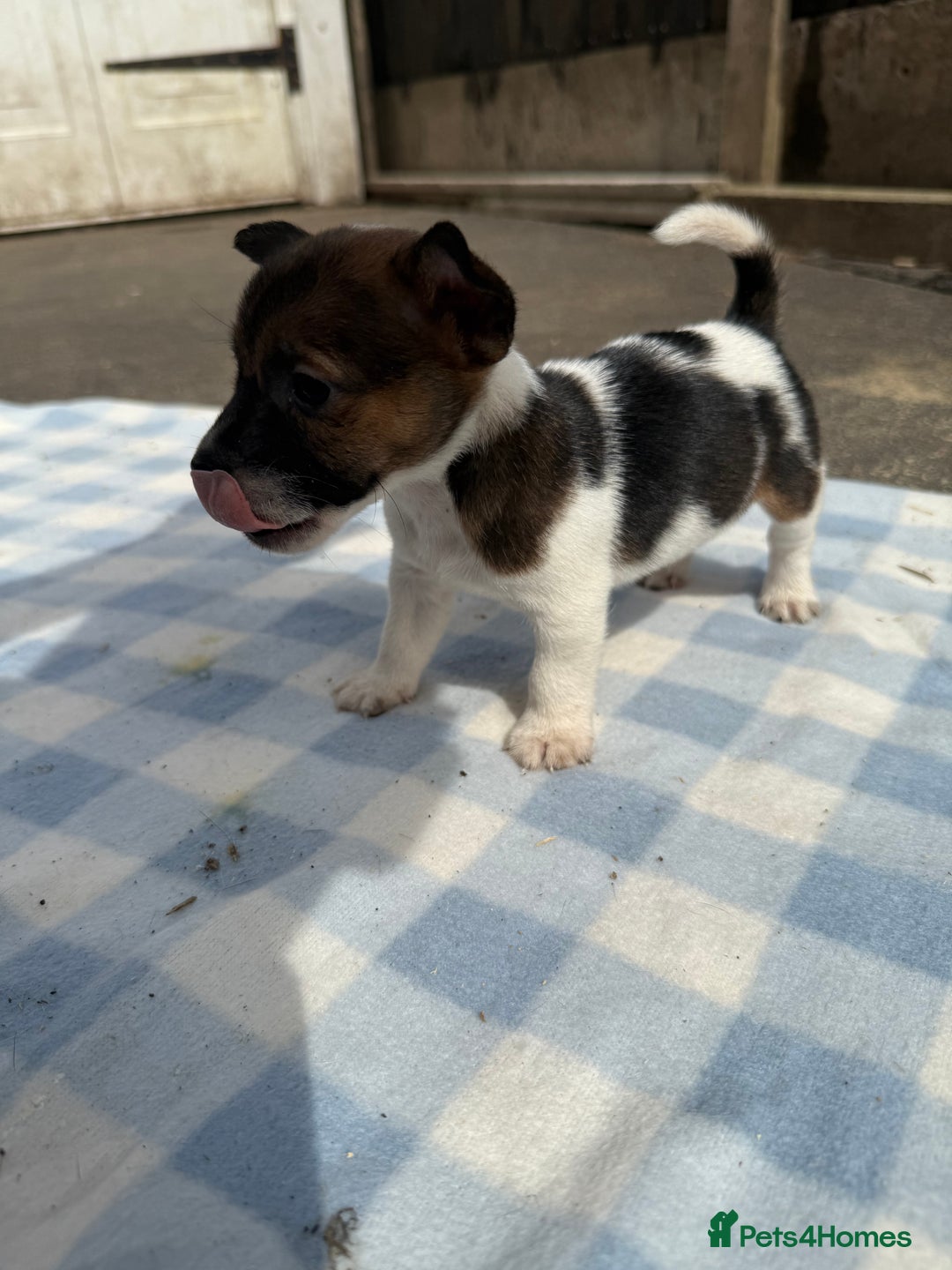 Jack Russell dogs for sale: Jack Russel Puppies For Sale  - Image 13