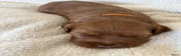 Cockapoo dogs for sale: Cockapoo Puppies - Advert 29