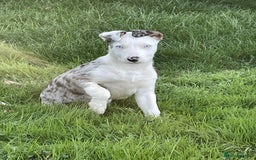Bearded Collie dogs for sale: Beautiful blue merle border collie pups! - Image 21