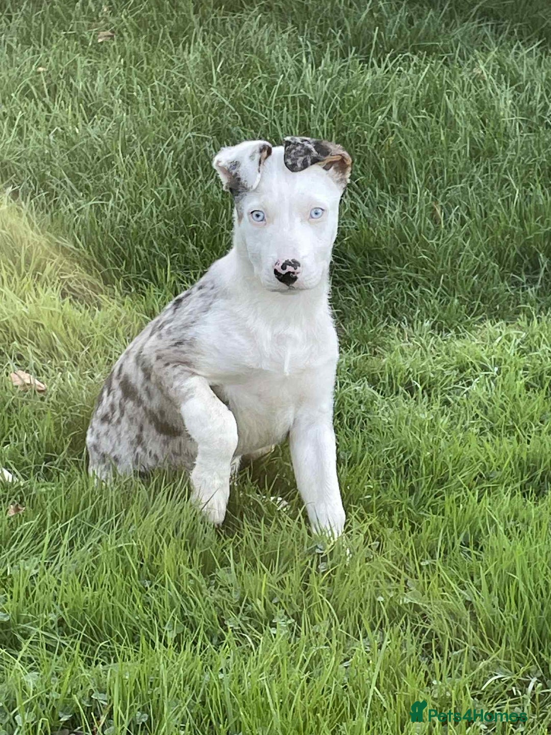 Bearded Collie dogs for sale: Beautiful blue merle border collie pups! - Image 21
