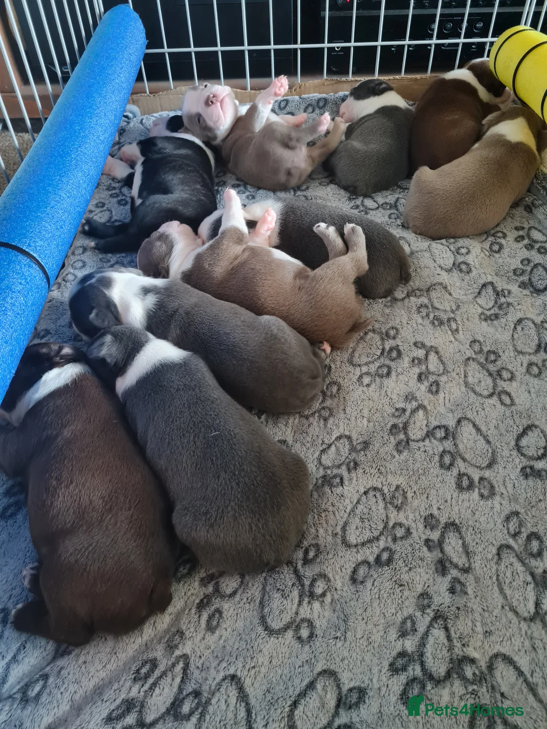 Boston Terrier dogs for sale: KC registered Boston Terrier Puppies  in Swanage - Advert 2