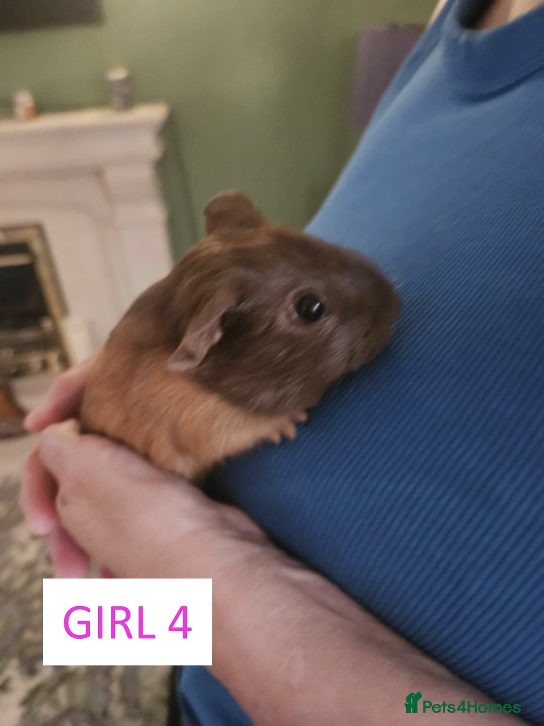 Guinea Pig rodents for sale: Female Guinea Pigs For Sale - Image 7