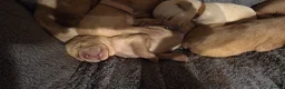 Labrador Retriever dogs for sale: Stunning labrador pups  in Spalding - Advert 13