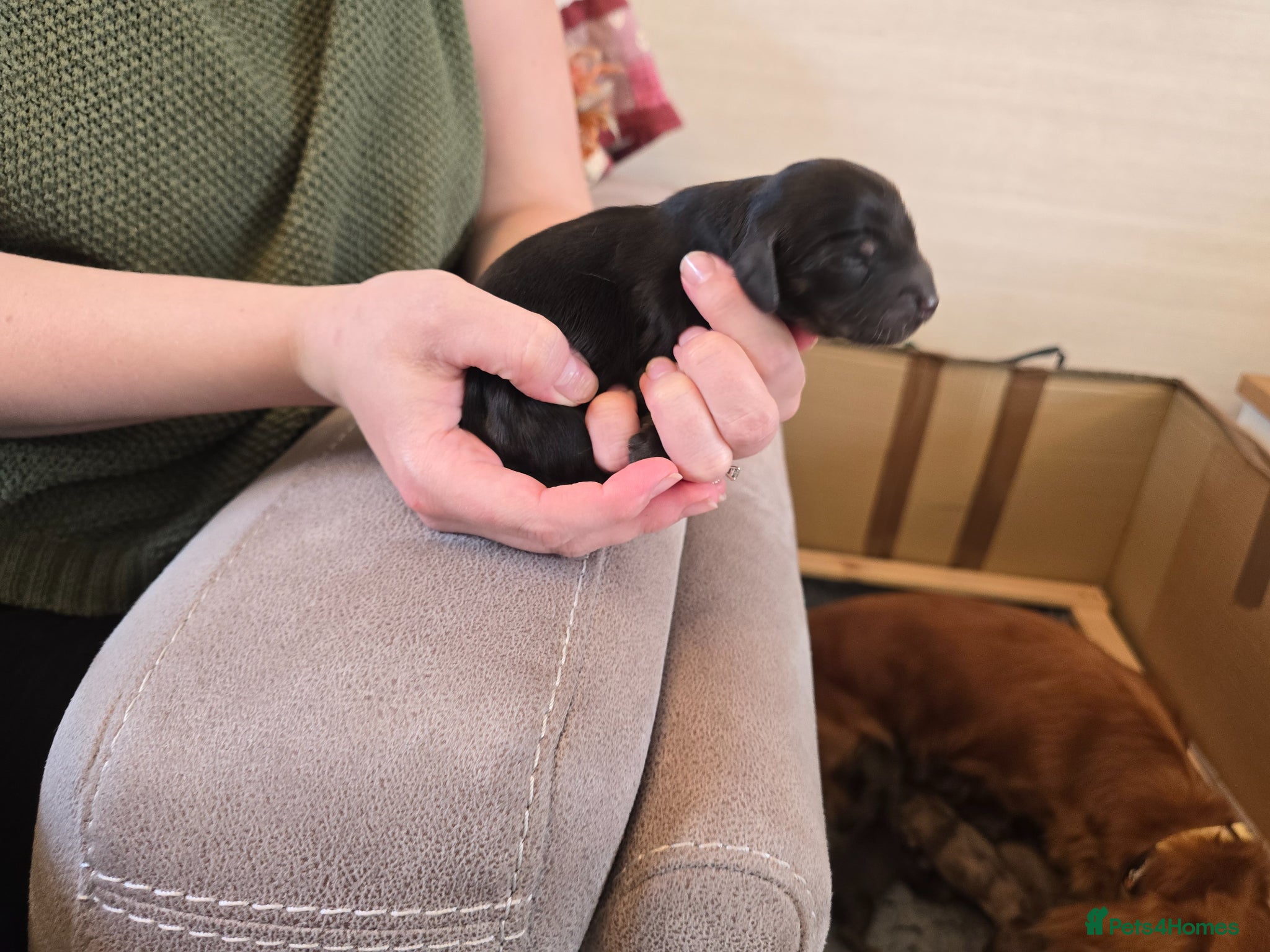 Dachshund dogs for sale: Standard Long Haired Dachshunds - Advert 7