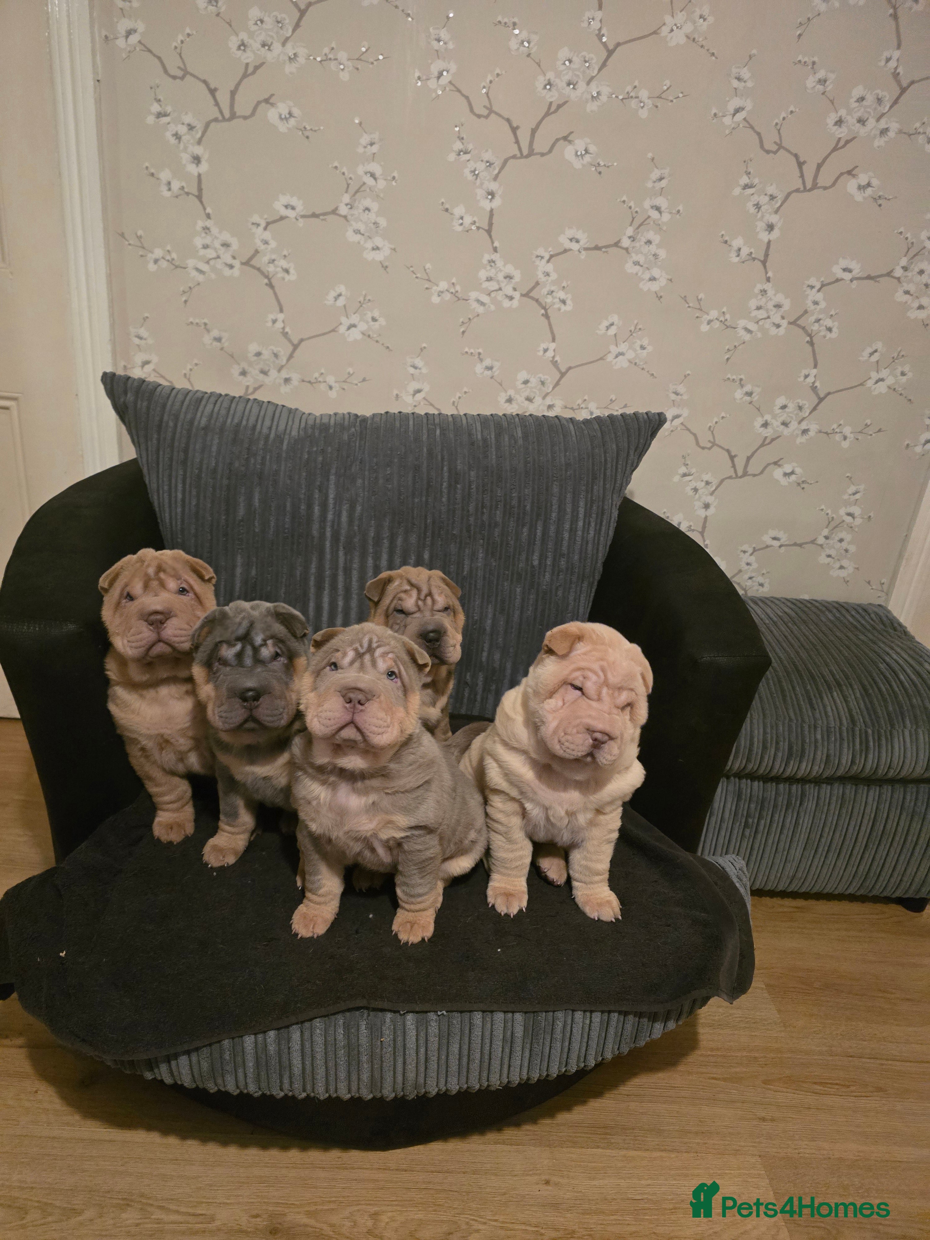 Shar Pei dogs Beautiful litter of Shar Pei puppies!  - Advert 1