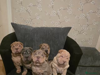 Shar Pei dogs Beautiful peis ready 18th January! - Advert 3