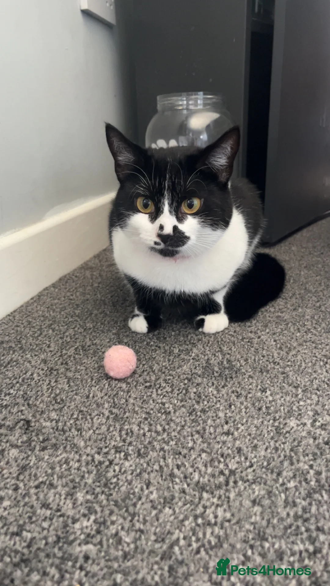 British Shorthair cats for sale: 2 year old cat seeking new home  in Livingston - Advert 3