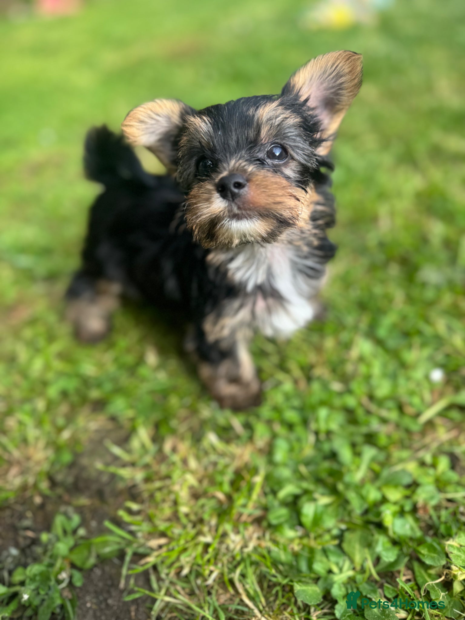 Mixed Breed dogs Only 1 boy available - Toy Yorkshire Terriers🐾💕 - Advert 9