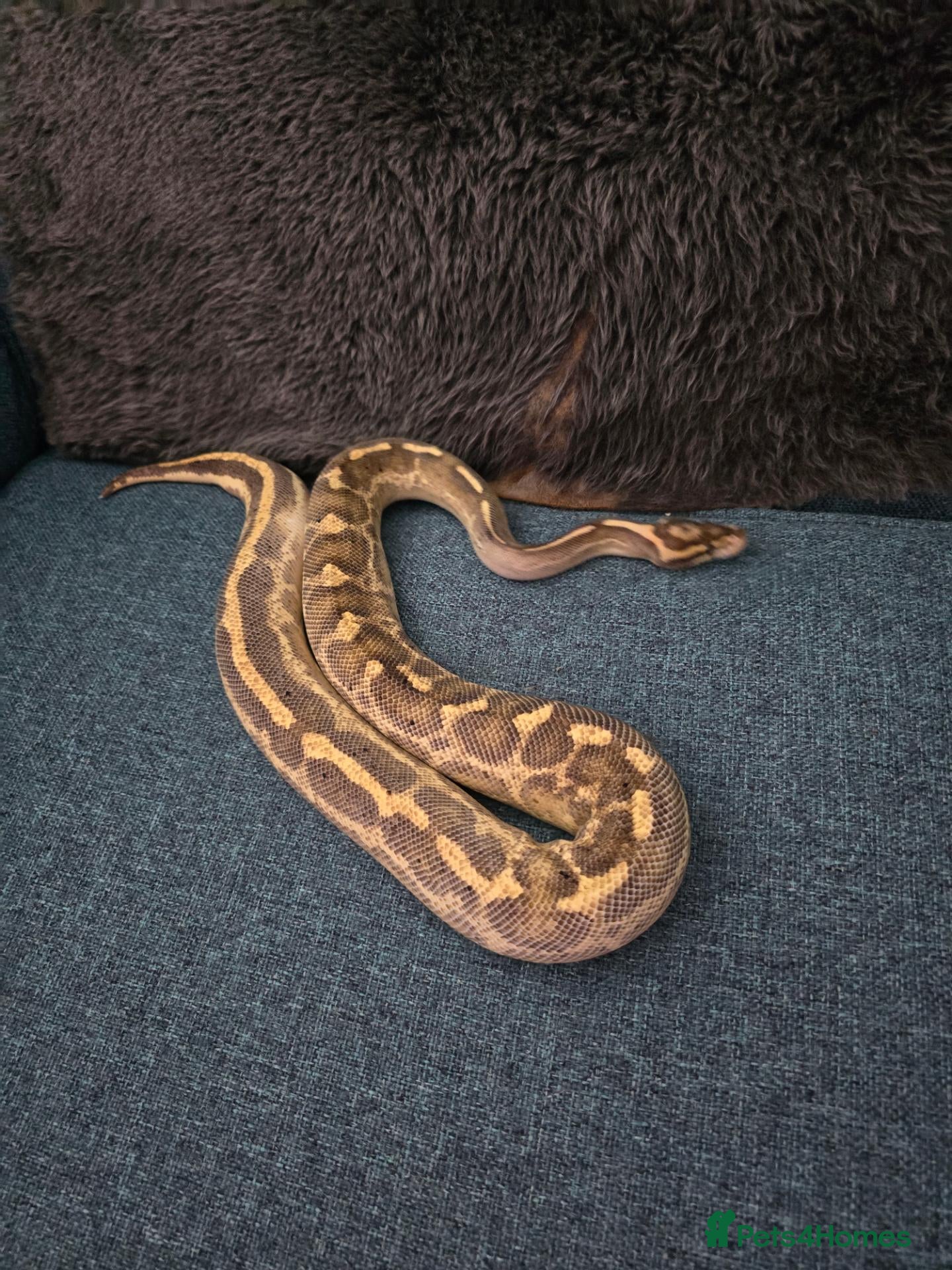 Python Snake reptiles Royal python for pet home complete set up - Advert 1