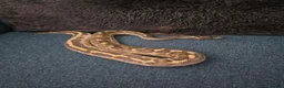 Python Snake reptiles for sale: Royal python for pet home complete set up - Advert 1