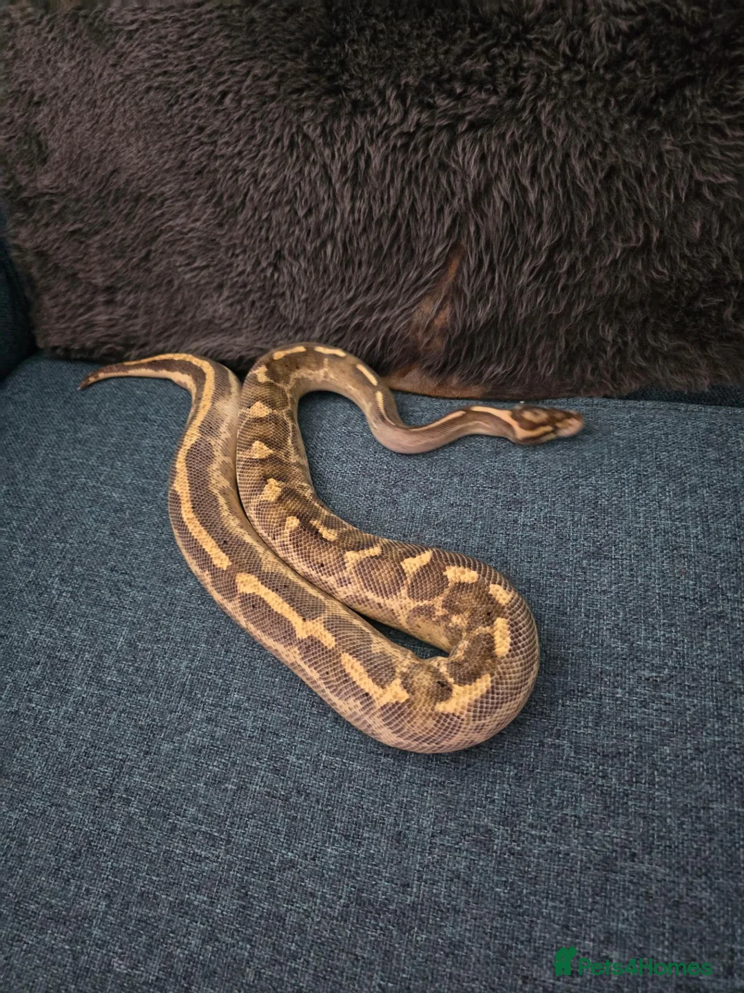 Python Snake reptiles for sale: Royal python for pet home complete set up - Advert 1