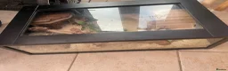 Corn Snake reptiles for sale: Corn snake with vivarium and heat mat  in Stoke-on-Trent - Advert 4