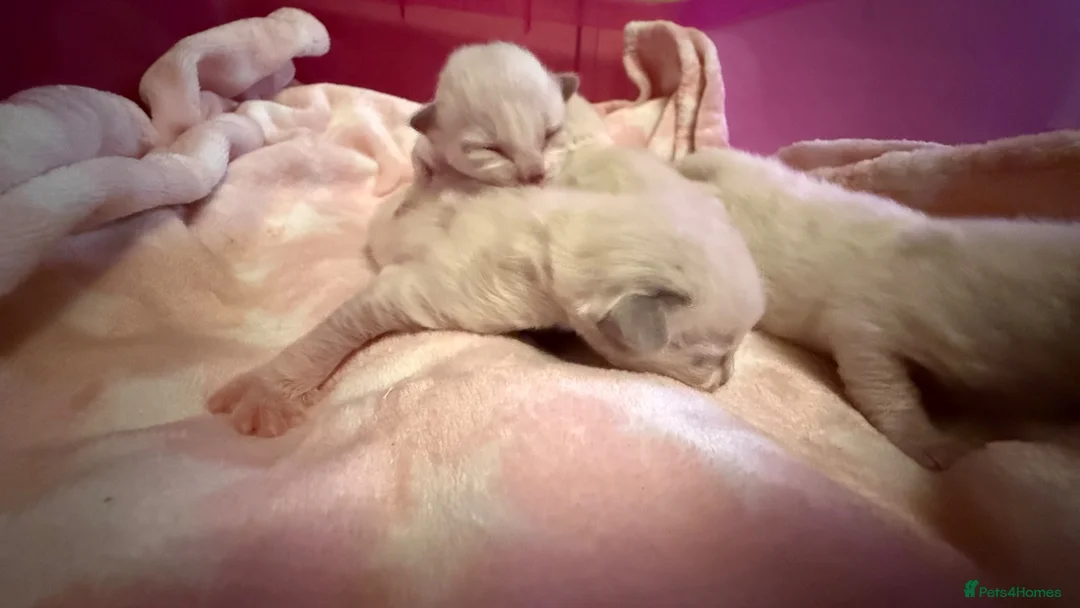 Ragdoll cats for sale: Stunning Blue Colourpoint Mitted Ragdoll kittens  - Advert 1