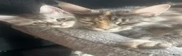 Maine Coon cats for sale: Maine Coon kittens  - Advert 2