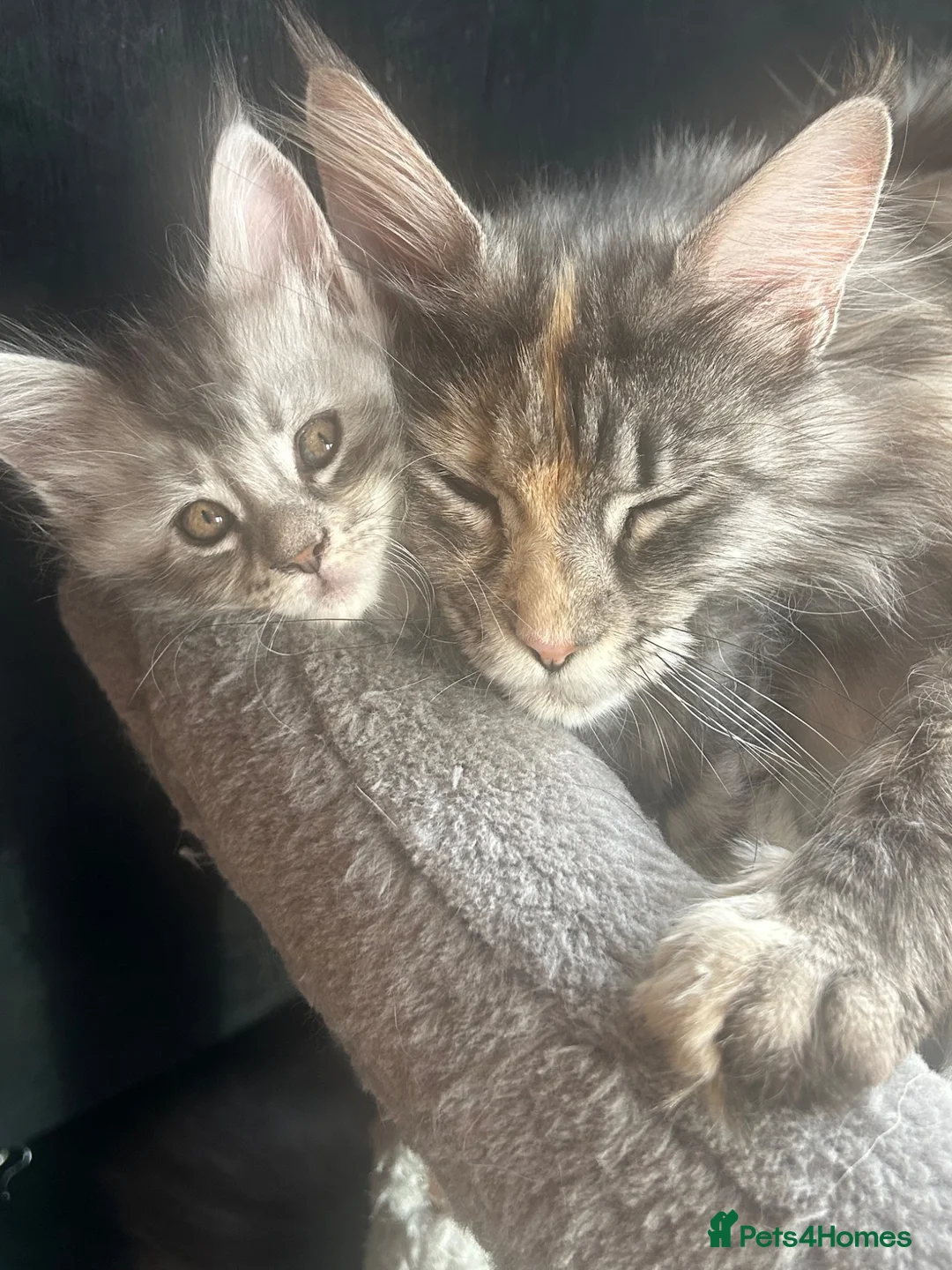 Maine Coon cats for sale: Maine Coon kittens  - Advert 2