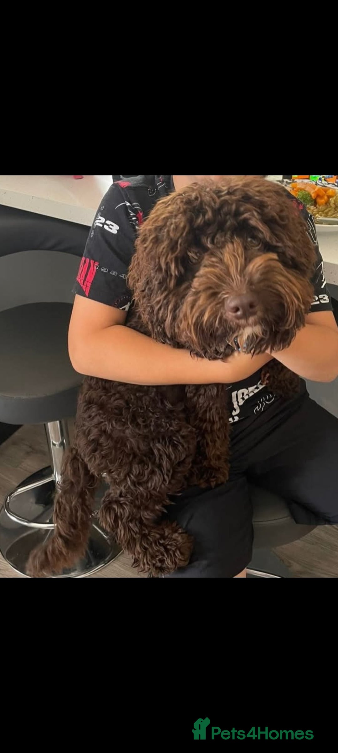 Cockapoo dogs for stud: Cockapoo for stud F2 chocolate proven  - Image 7