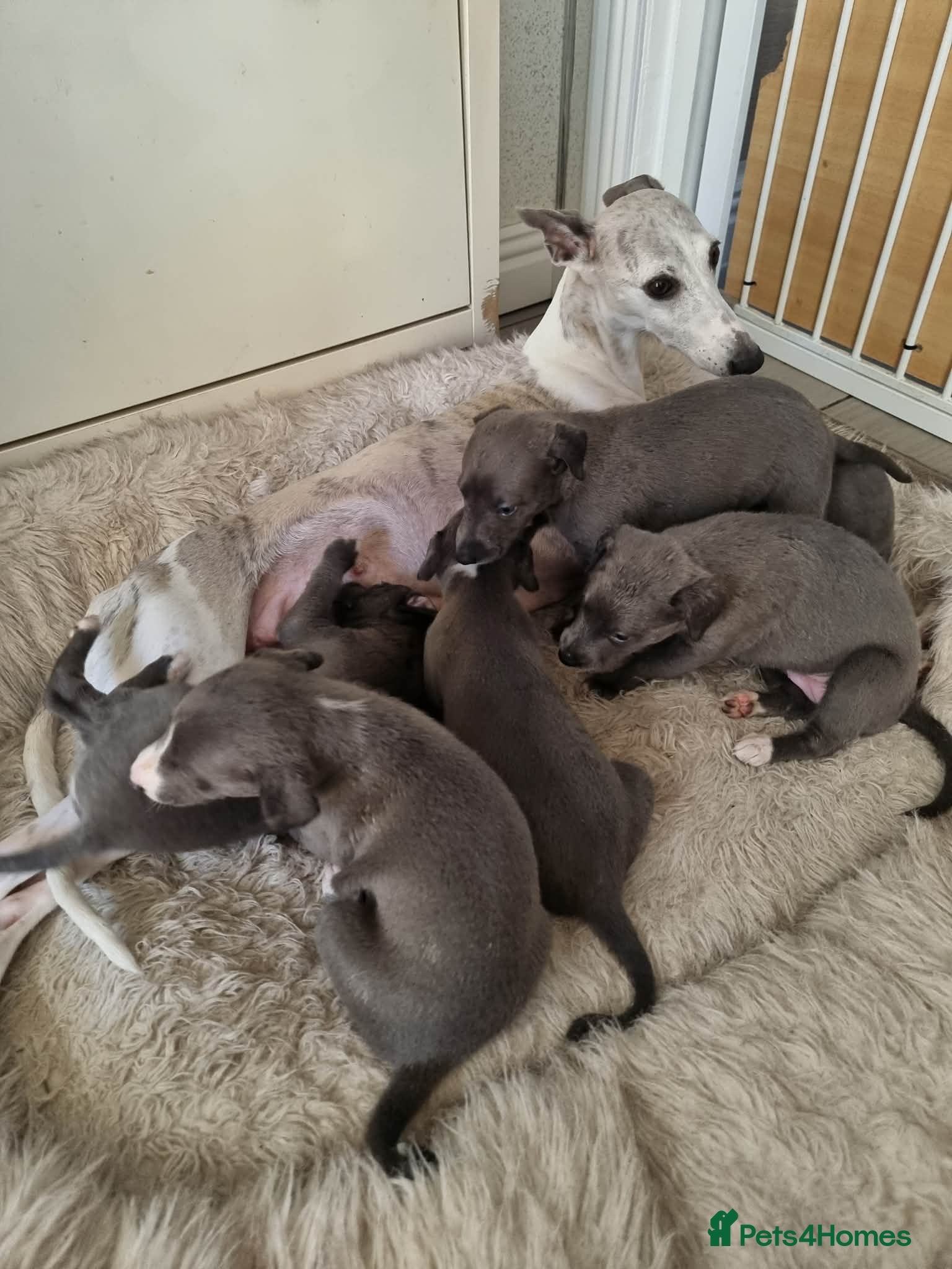 Whippet dogs Beautiful blue pedigree whippets  - Advert 5