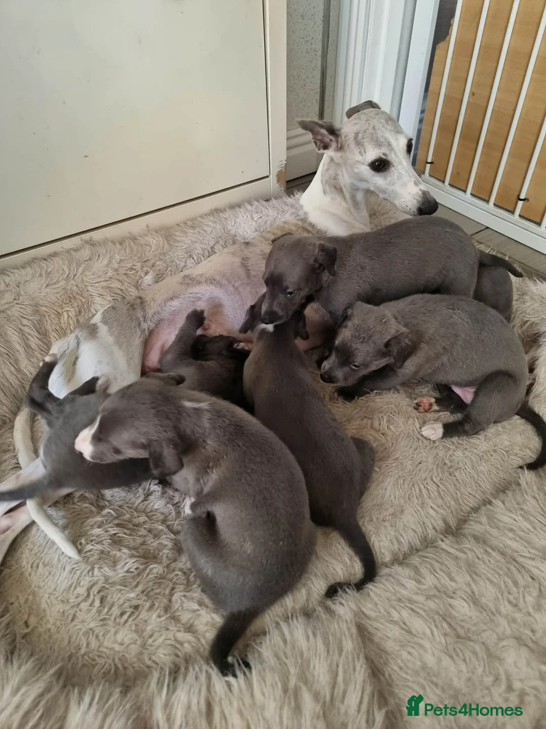 Whippet dogs for sale: Beautiful blue pedigree whippets  - Advert 1