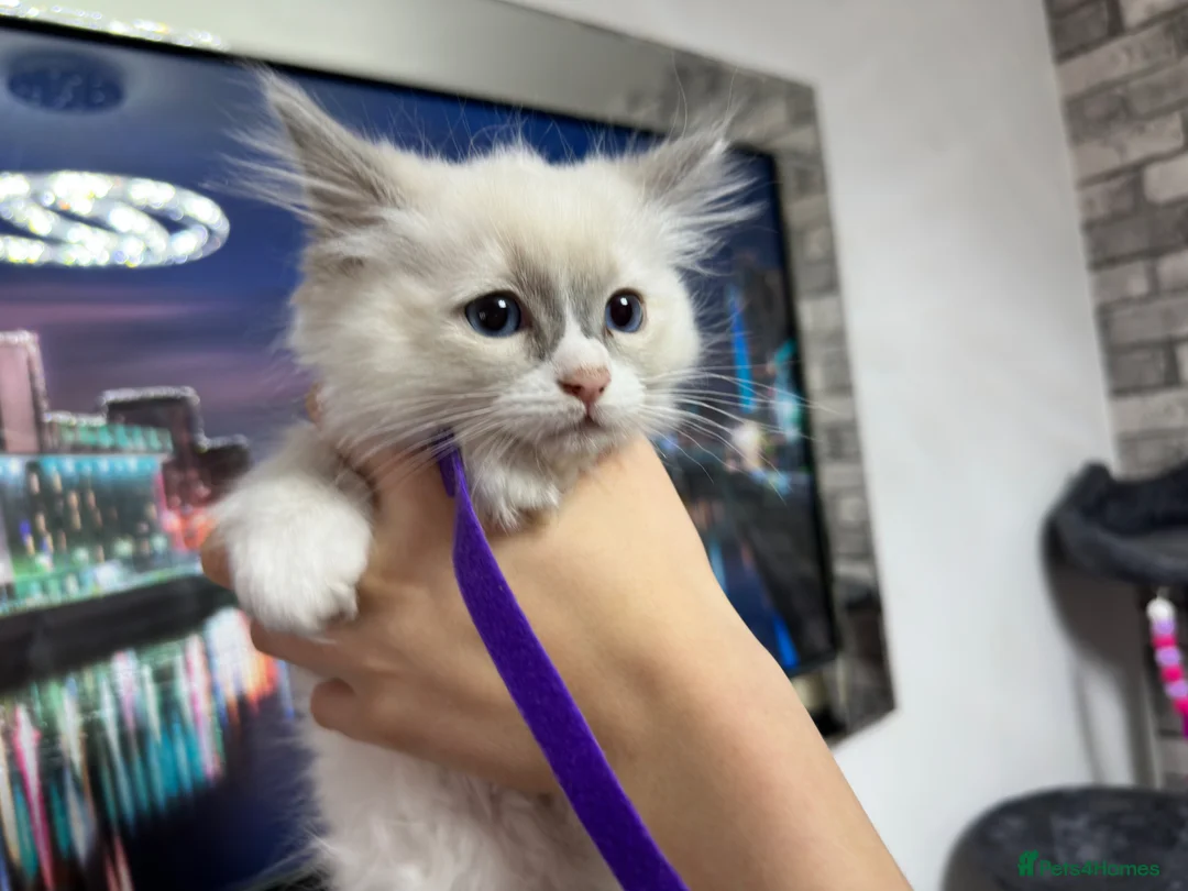 Ragdoll cats for sale: Gorgeous Ragdoll kittens - Advert 1