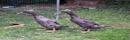 Ducks poultry for sale: 2 female indian runner ducklings for sale in Plymouth - Advert 1
