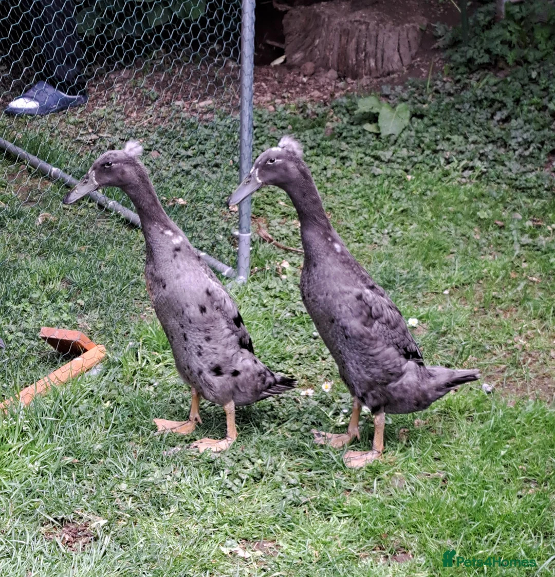 Ducks poultry for sale: 2 female indian runner ducklings for sale in Plymouth - Advert 1
