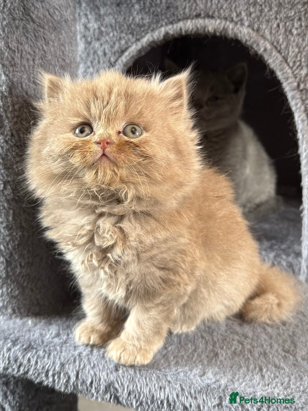 British Shorthair cats for sale: 2 Girls 3 Boys British Shorthairs - Image 5
