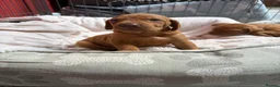 Hungarian Vizsla dogs for sale: Collect in two weeks!🐾KC smooth Hungarian Vizslas - Advert 17
