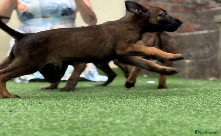 Belgian Shepherd Dog dogs - Advert 2