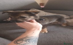 Mixed Breed dogs for sale: Gorgeous German shepherd x puppies  - Image 12