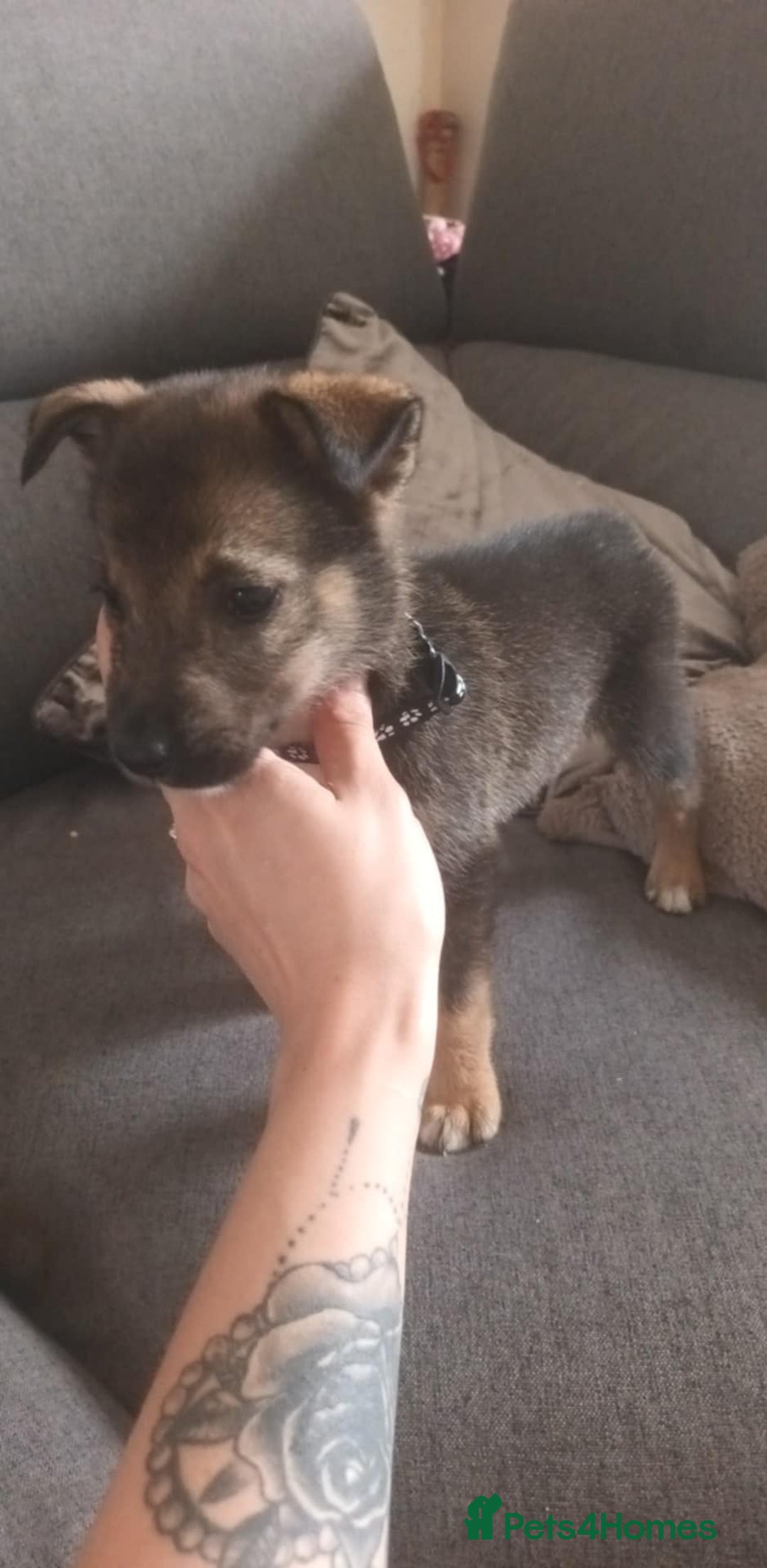 Mixed Breed dogs for sale: Gorgeous German shepherd x puppies  - Image 12