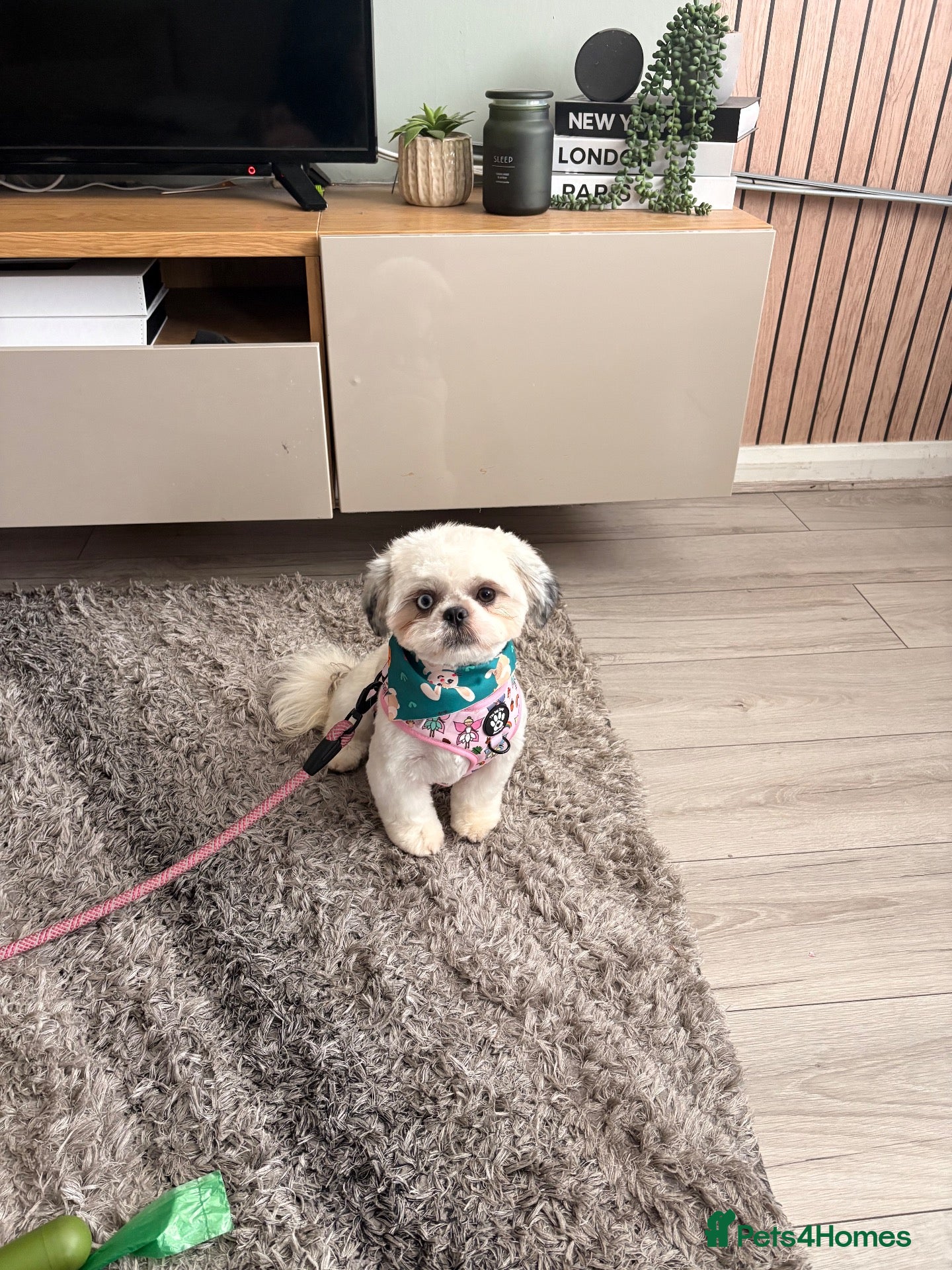 Shih Tzu dogs 1 year old Shih Tzu - Advert 4