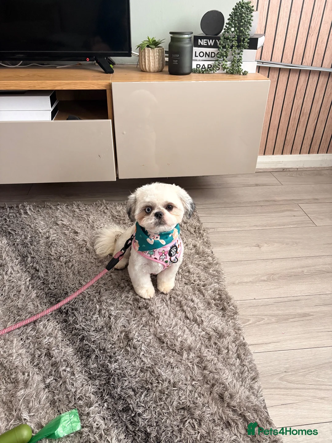Shih Tzu dogs for sale: 1 year old Shih Tzu in Ashton-under-Lyne - Advert 1