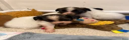 Papillon dogs for sale: KC Registered Male Papillon puppy for sale in Braintree - Advert 17