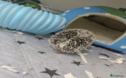 Pygmy Hedgehog rodents for sale: Gorgeous African Pygmy hedgehogs. Lots for sale! - Image 5