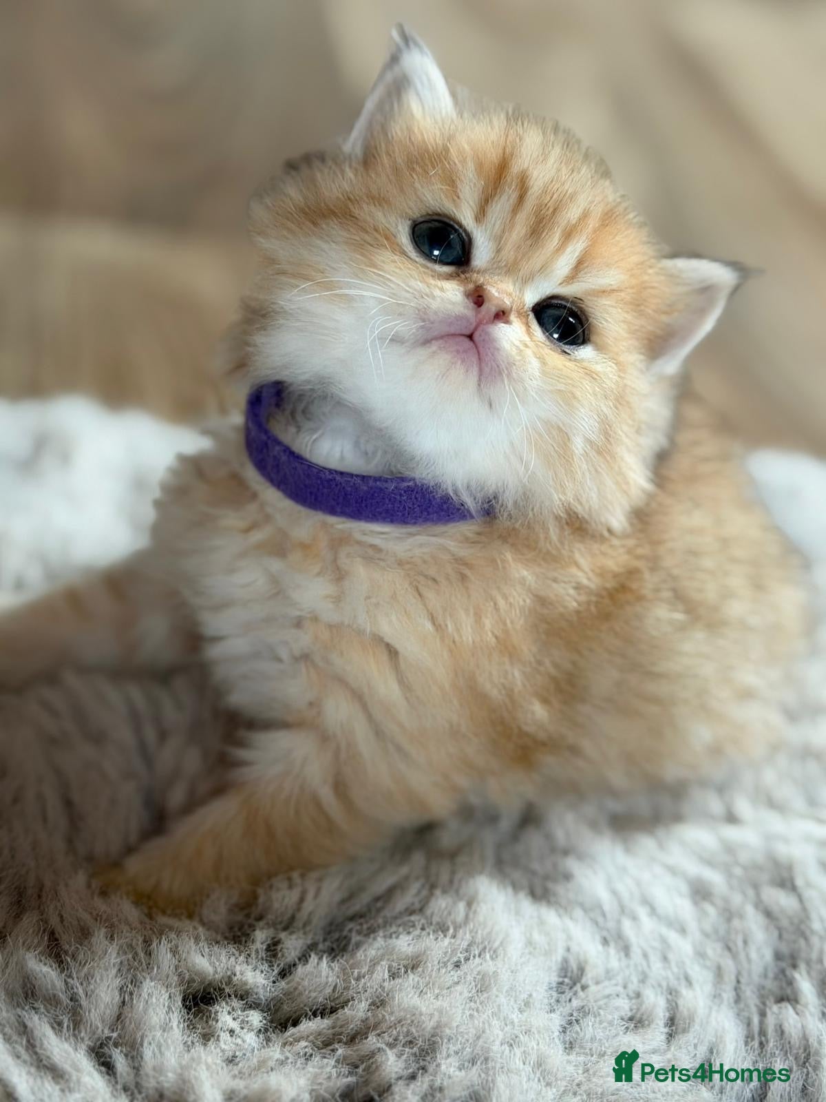 British Longhair cats ⭐️STUNNING GOLDEN BRITISH LONGHAIR TICA KITTENS⭐️ - Advert 3