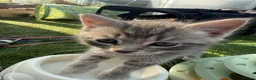 Mixed Breed cats for sale: Gorgeous Grey / Blue Girls  - Advert 5