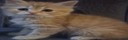 Siberian cats for sale: 6 beautiful Siberian kittens  - Advert 6