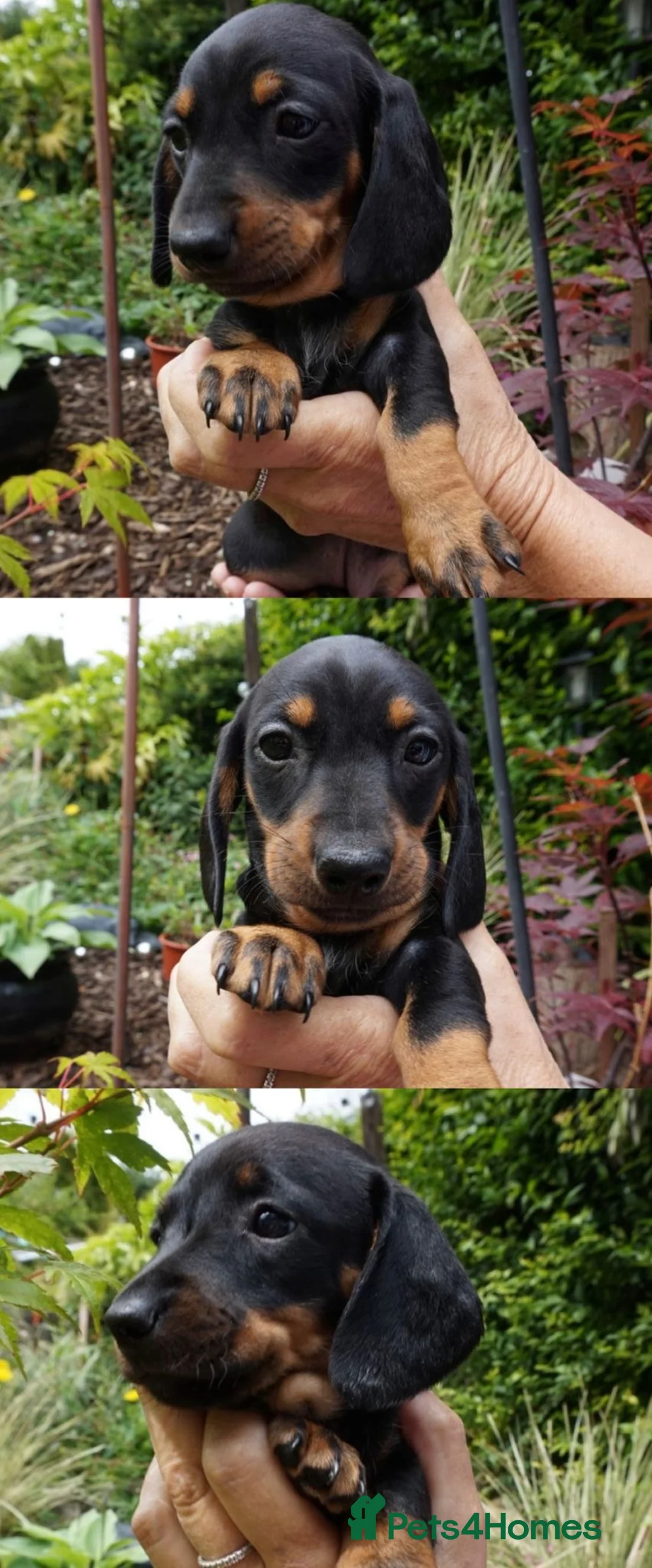 Dachshund dogs for sale:  LAST GIRL LEFT (DACHSHUND ) ready to go NOW  - Advert 2