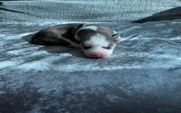 Siberian Husky dogs for sale: 2 stunning Siberian husky puppies for sale - Image 17