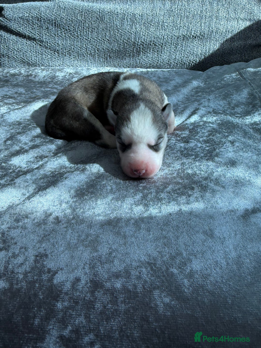Siberian Husky dogs for sale: 2 stunning Siberian husky puppies for sale - Image 17