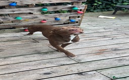 American Bull Staffy dogs for sale: Rio - a beautiful caramel coloured girl.  - Image 7