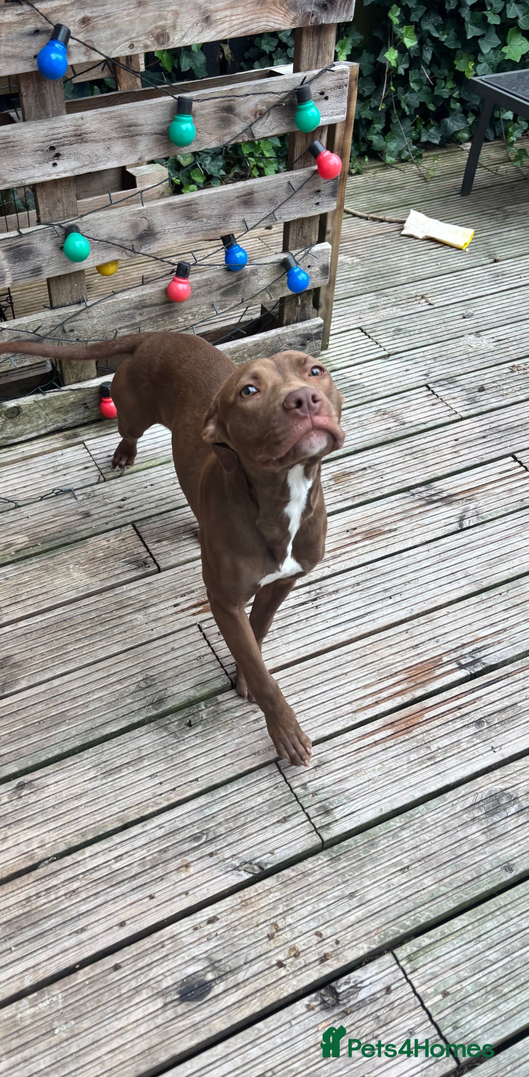 American Bull Staffy dogs for sale: Rio - a beautiful caramel coloured girl.  - Image 7