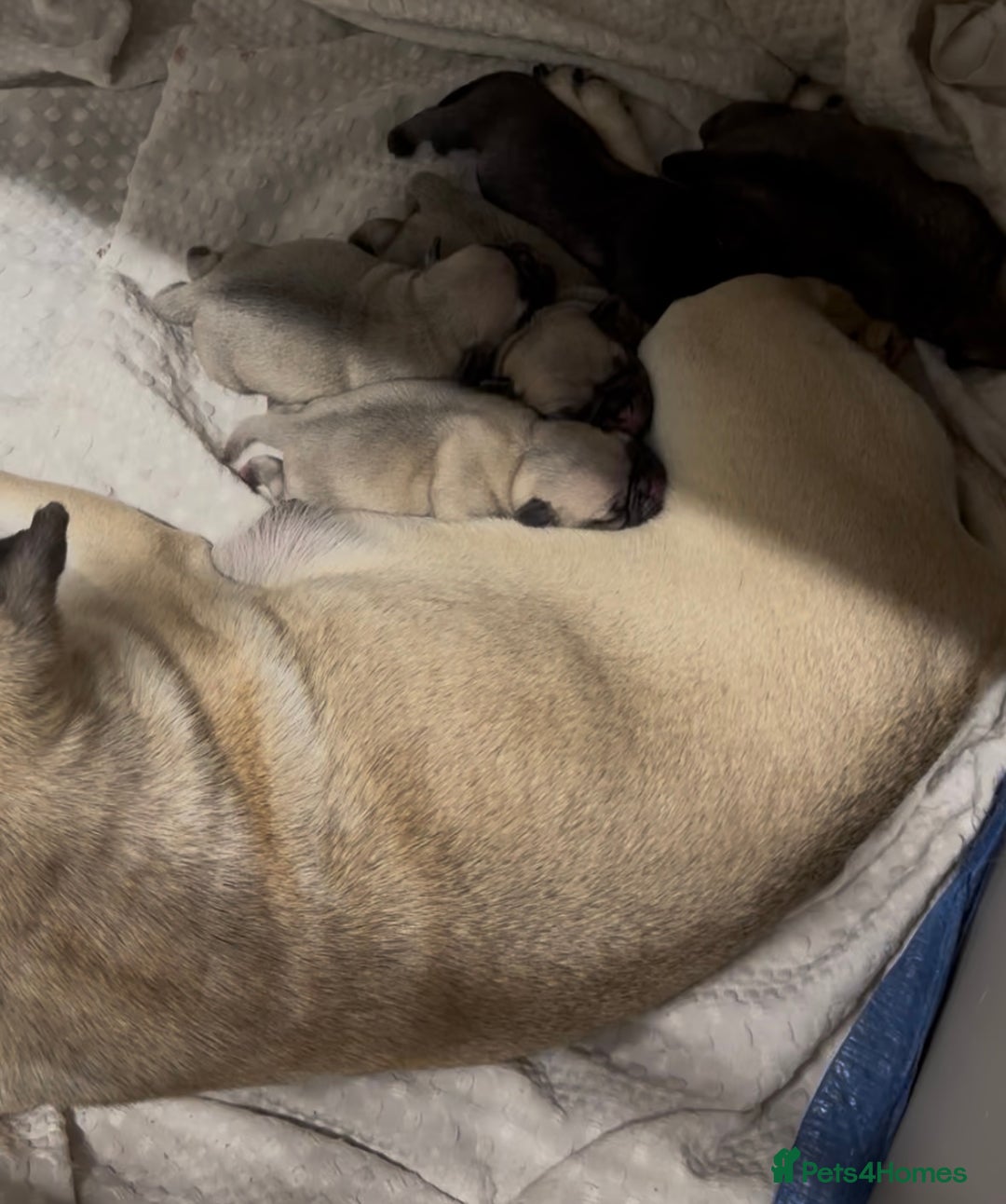Pug dogs for sale: 3 gorgeous pugs  - Image 5