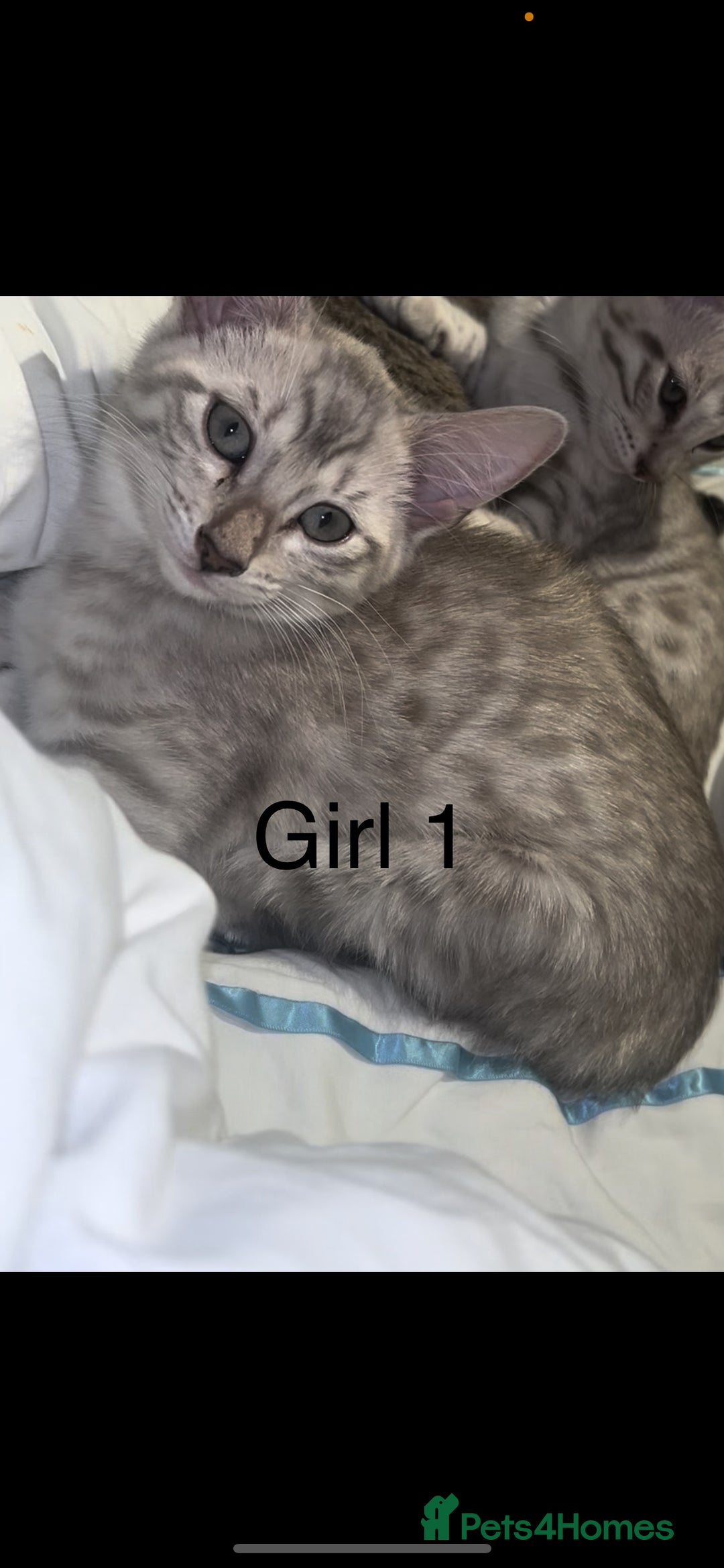Mixed Breed cats for sale: mixed bengal kittens, ready to leave b4  **  - Advert 5